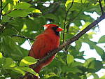 Click to see Y-TCON-P5030084.JPG