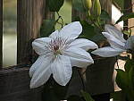 Click to see Y-TCON-P5030091.JPG