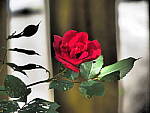Click to see Y-TCON-P5030135.JPG