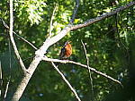 Click to see Y-TCON-P5030166.JPG