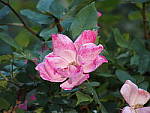 Click to see Y-TCON-P5060014.JPG
