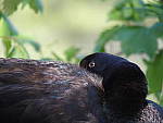 Click to see Y-TCON-P5060026.JPG