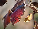 Click to see YW1010082.JPG