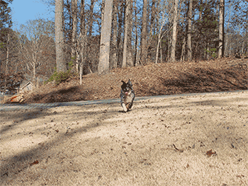 Olympus Stylus 1 review - burst mode
