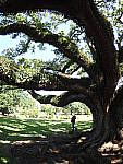 Click to see YP5150105.JPG