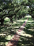 Click to see YP5150176.JPG