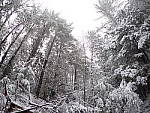 Click to see YP2050205-FCON.JPG