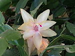 Click to see YP2120017-ISO-100.JPG