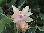 Click to see YP2120021-ISO-1600.JPG