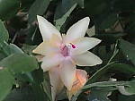 Click to see YP2120023-ISO-6400.JPG