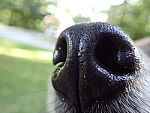 Click to see YP6220014.JPG