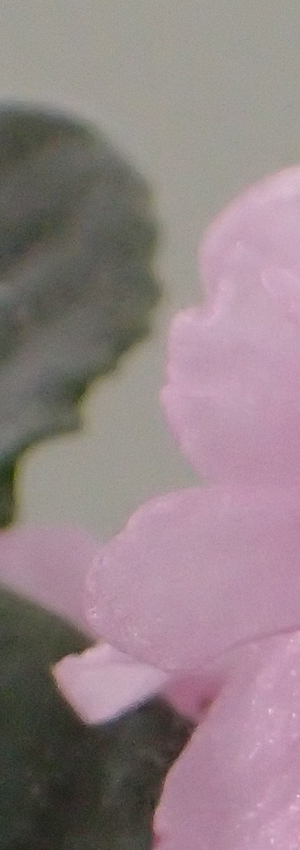 Olympus TG-4 Field Test -- Microscope Mode Focus Stacking