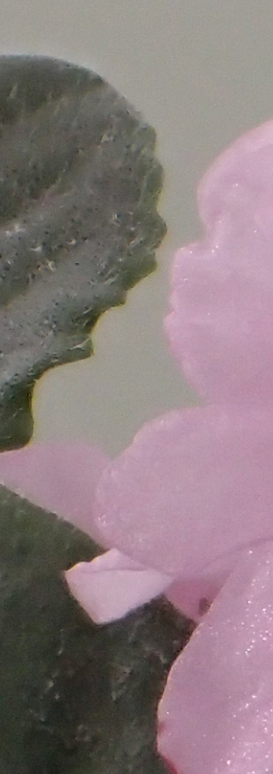 Olympus TG-4 Field Test -- Microscope Mode Focus Stacking