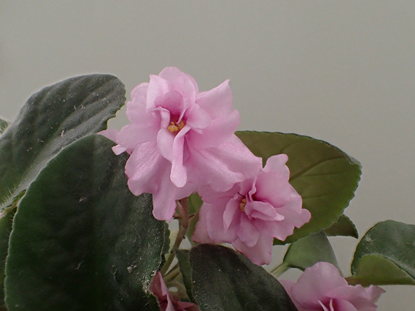 Olympus TG-4 Field Test -- Microscope Mode Focus Stacking