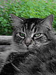 Click to see YE-200254-EDT.JPG