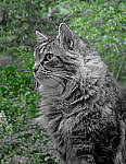 Click to see YE-230769-EDT.JPG