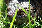 Click to see YP5050221.JPG