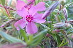 Click to see YP5080265.JPG