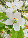 Click to see YP5210582-MOD.JPG