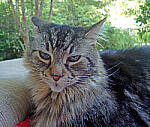 Click to see Y-DP-0055-edt.JPG