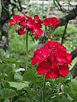 Click to see Y-DP-0065.JPG