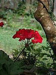 Click to see Y-DP-0066.JPG