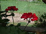 Click to see Y-DP-0067.JPG