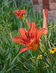 Click to see Y-DP-0103-edt.JPG