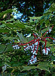 Click to see Y-DP-0106-edt.JPG