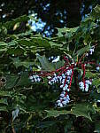 Click to see Y-DP-0106.JPG