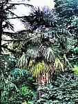 Click to see Y-DP-0113.JPG