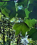 Click to see Y-DP-0119-edt.JPG