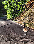 Click to see Y-DP-0133-edt.JPG