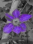 Click to see Y-DP-0153-edt.JPG
