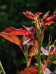 Click to see Y-DP-0158-edt.JPG