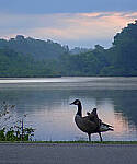 Click to see Y-DP-0221-edt.JPG