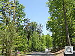 Click to see TG2PINE.JPG