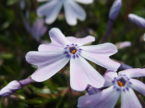 Olympus XZ-2 review: Sample photo