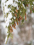 Click to see Y-JG-OM-1-040078-MOD.JPG