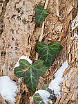 Click to see Y-JG-OM-1-040083-MOD.JPG