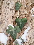 Click to see Y-JG-OM-1-040083.JPG