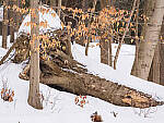 Click to see Y-JG-OM-1-080229-MOD.JPG