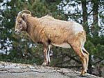 Click to see Y-JG-OM-1-121230-MOD.JPG
