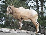 Click to see Y-JG-OM-1-121230.JPG