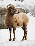Click to see Y-JG-OM-1-121256.JPG
