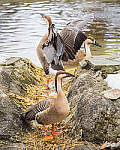 Click to see Y-JG-OM-1-121288-MOD.JPG