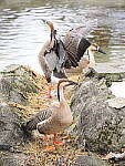 Click to see Y-JG-OM-1-121288.JPG
