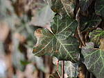 Click to see Y-JG-OM-1-142241.JPG
