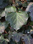 Click to see Y-JG-OM-1-142246.JPG