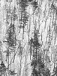 Click to see Y-JG-OM-1-OM-40-150-080354.JPG